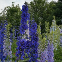 Delphiniums and ...